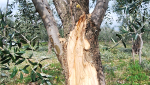 dendochirurgia-pordenone