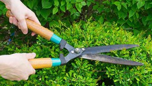 potatura-piante-pordenone