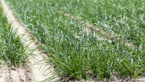 trattemento-infestanti-pordenone